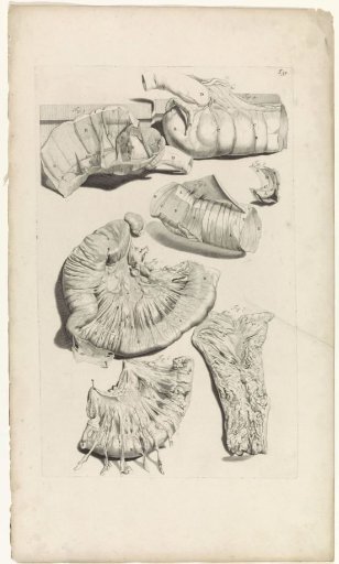 Anatomical study of the cecum