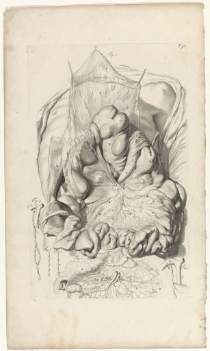 Anatomical study of the intestines