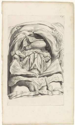 Anatomical study of the lower abdomen