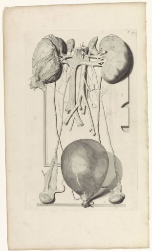 Anatomical study of the urinary system