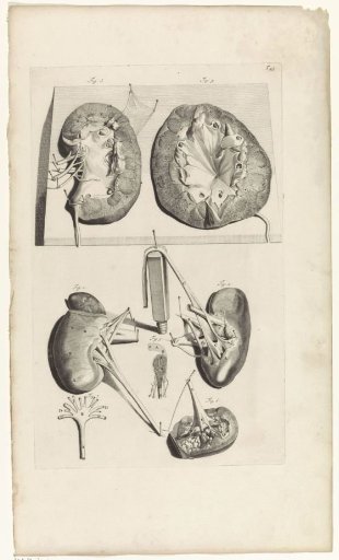 Anatomical study of the kidneys