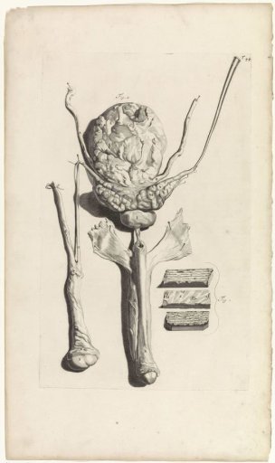 Anatomical study of the male reproductive system