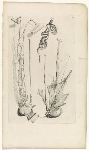 Anatomical study of the testicle