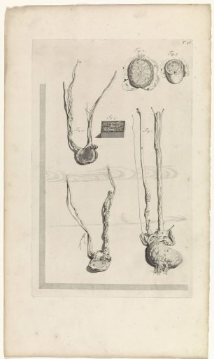 Second anatomical study of the testicle