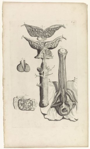 Anatomical study of the penis