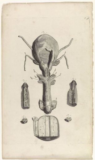 Anatomical study of the penis and the bladder