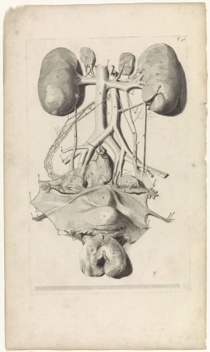 Anatomical study of the female reproductive system and the kidneys