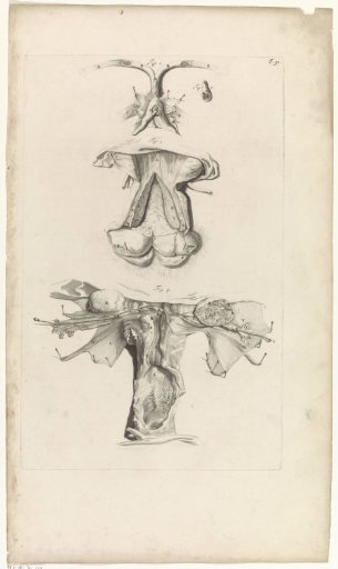 Anatomical study of the female reproductive system