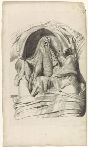 Anatomical study of the abdominal cavity of a woman