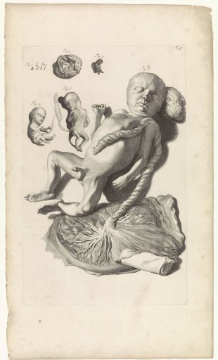 Anatomical study of a fetus