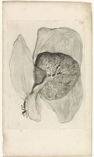 Anatomical study of the lower side of the placenta