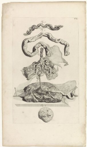 Anatomical study of the umbilical cord and the placenta