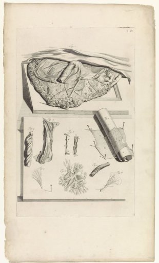 Anatomical study of parts of the placenta