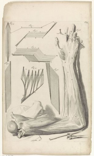 Anatomical study of the right arm