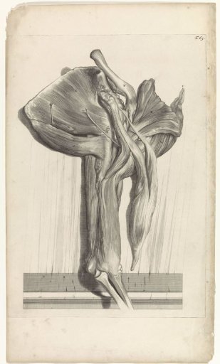 Anatomical study of the upper muscles of the arm (inner side)