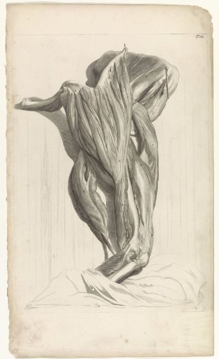 Anatomical study of the upper muscles of the right arm (outer side)