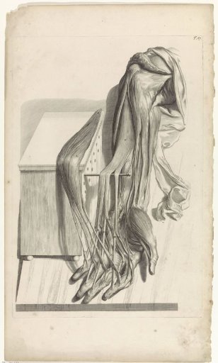 Anatomical study of the muscles of the left forearm and hand