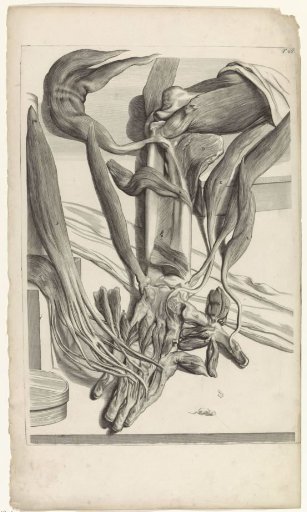 Anatomical study of the muscles and bones of the left forearm and hand