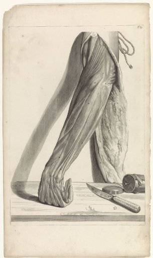 Anatomical study of a skinned left forearm