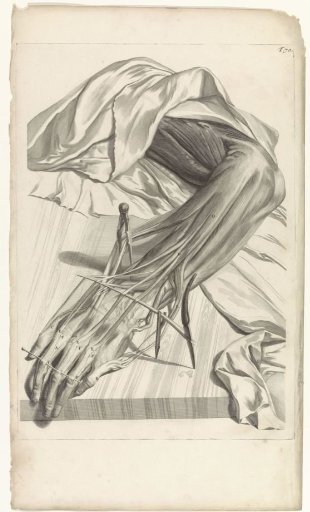 Anatomical study of the muscles and tendons of the left hand