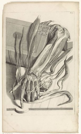 Anatomical study of the tendons and bones of the left hand