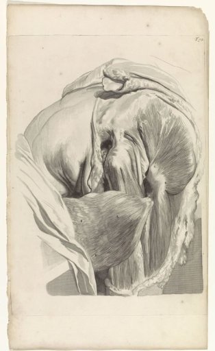 Anatomical study of the muscles of the left thigh and hip
