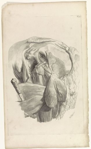 Second anatomical study of the muscles of the left thigh and hip