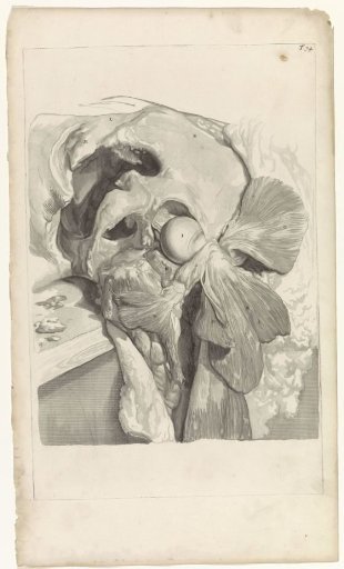 Anatomical study of the muscles and bone of the left thigh and hip
