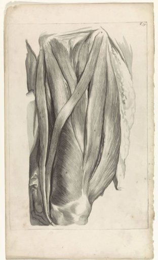 Anatomical study of the muscles of the left thigh