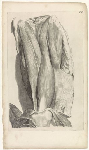 Second anatomical study of the muscles of the left thigh