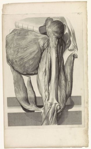 Anatomical study of the bone and muscles of the left thigh