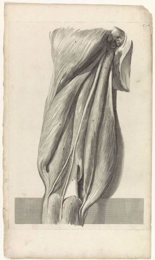 Third anatomical study of the muscles of the left thigh