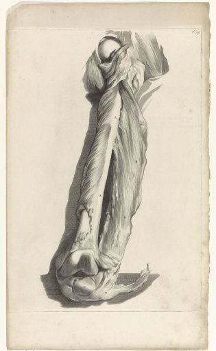Anatomical study of the femur