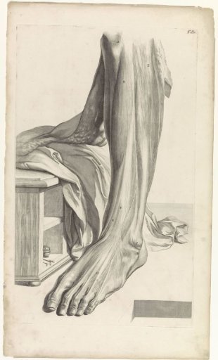 Anatomical study of the right foot
