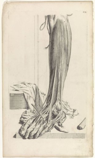 Anatomical study of the tendons of the right foot