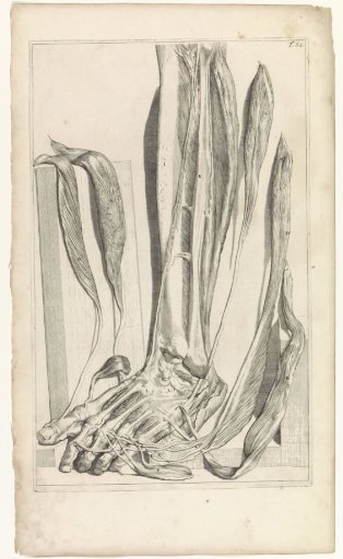 Anatomical study of the tendons and bones of the right foot