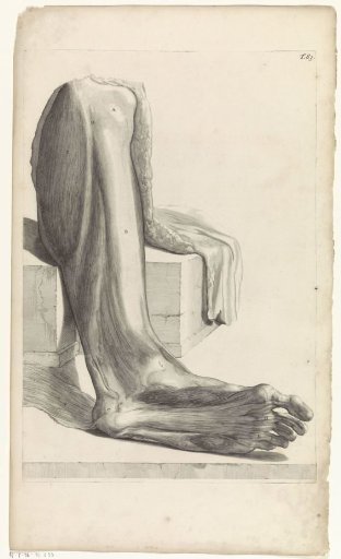 Anatomical study of the underside of the right foot