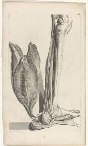 Anatomical study of the back of the left foot