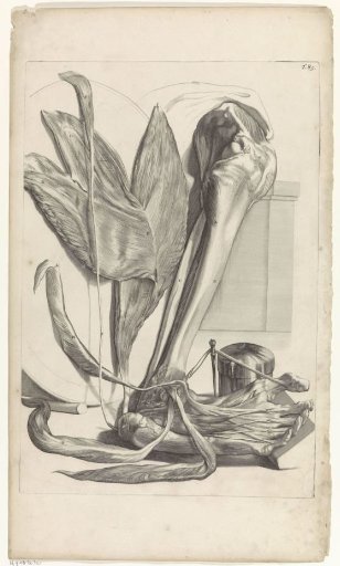 Anatomical study of the underside of the left foot