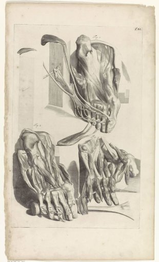 Anatomical study of the right foot and toes