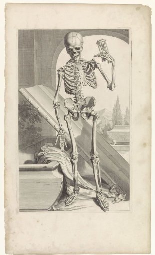 Anatomical model of a human skeleton