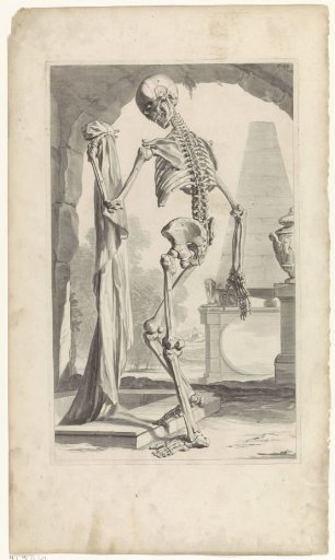 Anatomical model of a human skeleton (back)