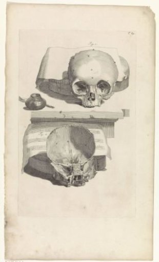 Anatomical study of a skull