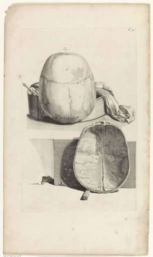 Anatomical study of the skull cap