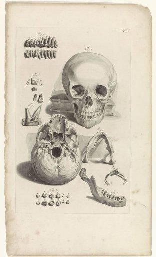 Anatomical study of a skull and the jaw