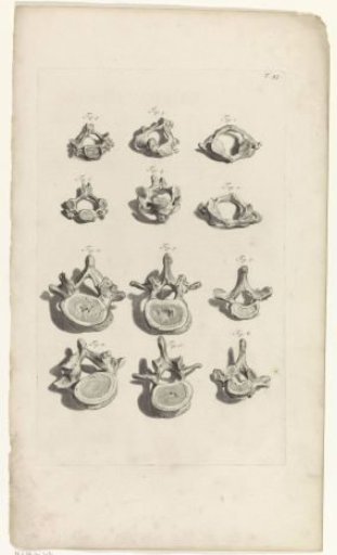 Anatomical study of the vertebrae
