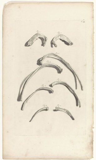 Anatomical study of the ribs