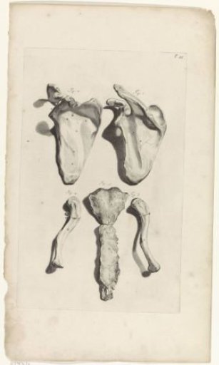 Anatomical study of the shoulder blades and the sternum