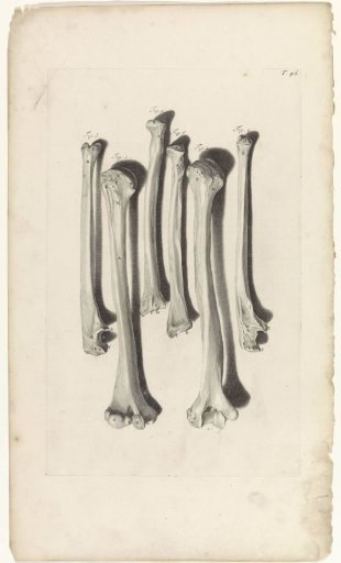 Anatomical study of the bones of the arm