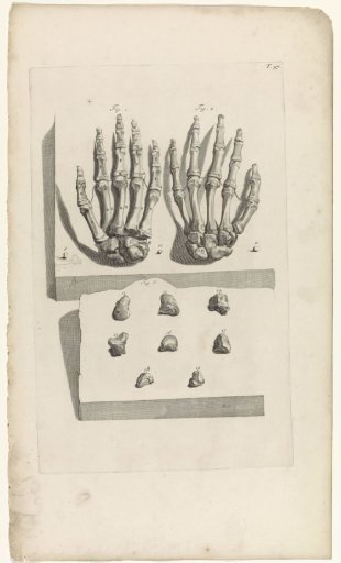 Anatomical study of the bones of the hands